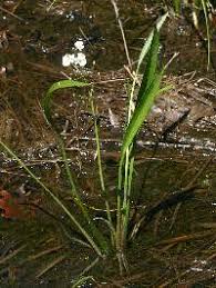 Image result for Limnophyton angolense