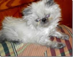 The modern russian boasts an interesting lineage with british blues and blue point siamese being in their pedigree. Miniature Blue Point Himalayan Poc
