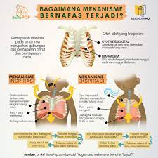 Wagner pd 16 2.2 proses menua 2.2.1 definisi menua adalah proses menghilangnya secara perlahan kemampuan jaringan untuk memperbaiki diri/mengganti diri dan mempertahankan struktur dan fungsi normalnya sehingga tidak dapat bertahan dari jejas Mengenal Mekanisme Gerak Pernapasan Dada Dan Perut Sainspop