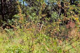 Image result for Kotschya