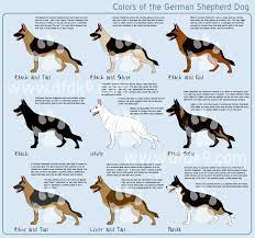 Cartoon Sketches Of German Shepherd Dogs Google Search German Shepherd Colors German Shepherd Dogs German Shepherd