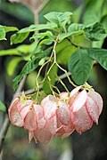 Image result for Pseudomussaenda stenocarpa