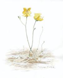 Maybe you would like to learn more about one of these? Bladderworts Are Non Vegan Plants Clarke Monthly