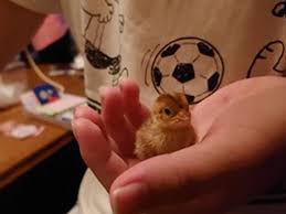Jan 25, 2021 · hold on before running out and putting eggs up underneath your chicken in the nesting box. What Are The Odds Quail Chick Hatches From Supermarket Egg Grape Japan