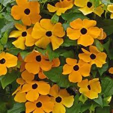 Pin On Plant Lust Flora Grubb Gardens
