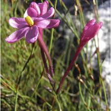 Image result for Zygotritonia atropurpurea