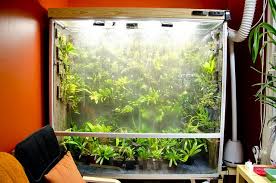 Cool Vivarium Rain System Up And Running Vivarium Fish Tank Reptile Terrarium