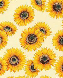 Sunflowers Sunflower Wallpaper Sunflower Art Sunflowers Background