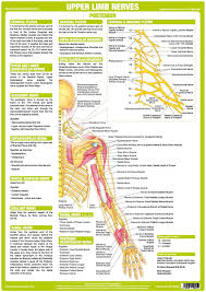 upper limb nerve chart posterior nerve anatomy upper