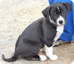 Pet adoption has dogs, puppies, cats, and kittens for adoption. Sussex Nj Boxer Border Collie Mix Meet Tink 7 Lbs A Puppy For Adoption Puppy Adoption Puppies Pet Adoption