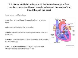 {label gallery} get some ideas to make labels for bottles, jars, packages, products, boxes or classroom activities for free. 6 2 1 Draw And Label A Diagram Of The Heart Showing The Four Chambers Associated Blood Vessels Valves And The Route Of The Blood Through The Heart Some Ppt Video Online Download
