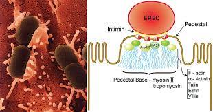 Epec finals of the first season in 2020 will take place 2nd, 3rd and 4th of june, and will happen fully online. Enteropathogenic Escherichia Coli Epec Bacteriology Microbe Notes