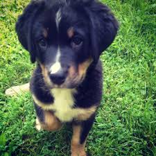 Bernese mountain dog mix puppies. Labernese Bernese Mountain Chocolate Labrador Mixed Puppy Labrador Retriever Puppies Labrador Dog Mixed Puppies
