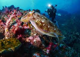 Guide To Thailand Scuba Diving All The Best Sites