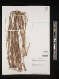 Image result for Andropogon canaliculatus