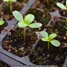 It's keeping them alive that can be challenging. Starting Seeds Indoors Step By Step Guide With Troubleshooting Tips