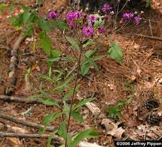 Image result for Vernonia jelfiae
