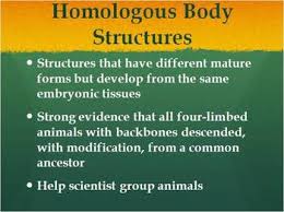 This example shows evidence from both descent with modification and adaptive radiation with vestigial structures, continued guide: Biology Evolution 16 4 Evidence Of Evolution Ppt And Guided Notes