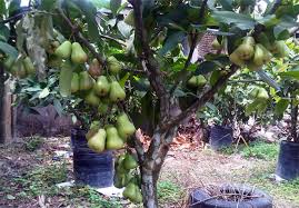 Bibit pohon jambu air deli madu merah lihat barang. Memilih Jenis Jambu Air Terbaik Untuk Dibudidayakan Juru Kebun