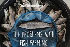 The Problems With Fish Farming Wellness Mama