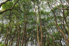 Segala tumbuhan yang berbatang keras dan besar; Rumput Tumbuhan Bunga Hijau Dan Pokok Pokok Kayu Matahari Cahaya Gambar Unduh Gratis Imej 500253529 Format Jpg My Lovepik Com