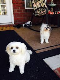 Pin On Pet Home Ideas