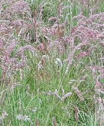 Image result for Melinis nerviglumis