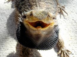 The Ultimate Guide To Bearded Dragons