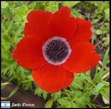 Israel National Flower Calanit Anemone Flowers Cupcake Queen Anemone