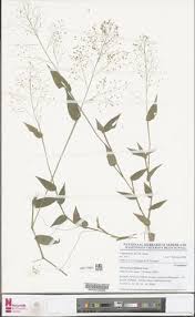 Image result for Panicum parvifolium