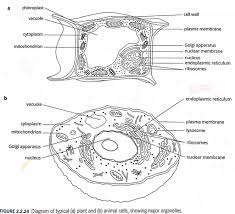 Centrosomes are absent in plant cell whereas animal cell have centrosomes. Difference And Similarities Of Animal And Plant Cells Diagram Quizlet