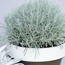 Image result for Helichrysum polioides