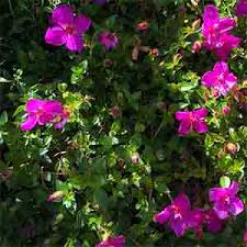 Image result for Heterocentron