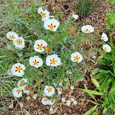 Image result for Cissus guerkeana