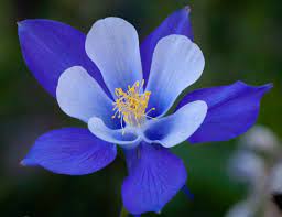 Pin On A Passion For Flowers