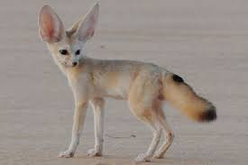 Kopek Ve En Yakin Akrabalari In 2020 Fox Images Cute Animals Fennec Fox