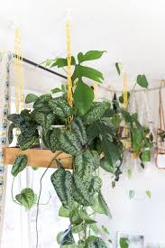 Naidiler 4 pcs faux hanging plants artificial hanging boston fern plants fake hanging greenery indoor outdoor plants for room garden wall decor 4.3 out of 5 stars 102 $24.99 $ 24. Trailing Plants Indoor Hanging Planter Trend Guide Hanging Plants Indoor Trailing Plants Trailing Plants Indoor