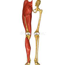 Click now to learn everything about the all human systems of organs now at kenhub! Leg Muscles Stock Illustration Illustration Of Extensor 44688945
