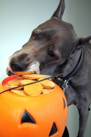 Baking homemade snacks for your dog or cat is a fun way to show you care. Homemade Pumpkin Treats For Your Dog Or Cat Trupanion