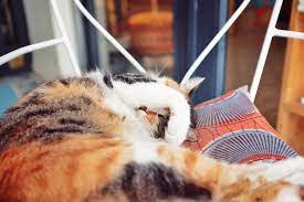 My Cat Wont Eat Or Drink What Can That Mean Cats Canning Animals