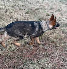 UPDATE: He's with a foster now. Found off Lakeland and Spillway. Please  help us get him home for Christmas! I can't keep him at my house so if his  owner isn't identified