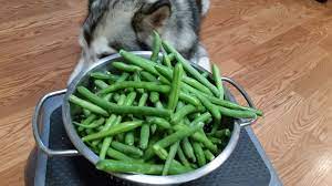 Human safe does not mean dog safe. Can Dogs Eat Pork And Beans Safely Can Dogs Eat Pork A Guide To Pork And Pork Bones Or Ribs For Dogs Which Beans Can Dogs Eat Darkangel Blogja