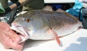 Favorite Saltwater Fish In North Carolina