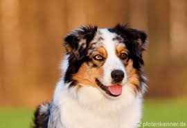 This breed is muscular and powerful enough to work all day, without sacrificing the speed and agility. á… Australian Shepherd Verhalten Wesen Haltung Und Mehr