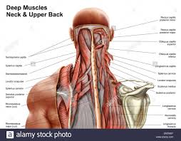 C4 enables you to shrug your shoulders and automatically causes the diaphragm to contract when you are breathing. Shoulder Muscles Anatomy Diagram Koibana Info Neck Muscle Anatomy Muscle Anatomy Neck And Shoulder Muscles