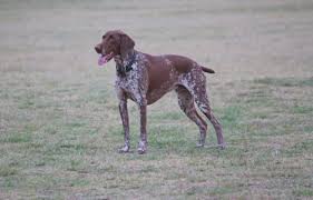 What Is The Size Of A German Shorthaired Pointer Canna Pet