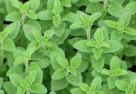 Image result for Origanum