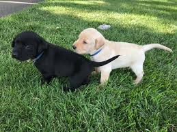 Litter Of 9 Labrador Retriever Puppies For Sale In Silver Lake In Adn 34850 On Puppyfinder Com Gender Male S And Female S Age Puppies For Sale Labra