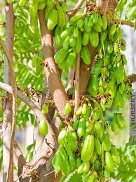 Check spelling or type a new query. Private Collection Specimen Cucumber Tree Averrhoa Bilimbi Kens Nursery