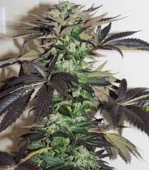 Night Queen Strain Information Cannaconnection Com